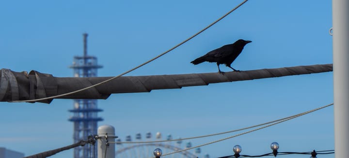Crow silhouetted against blue sky with distant tower and ferris wheel